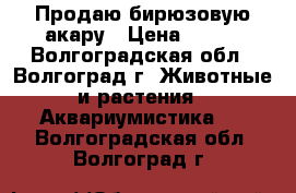 Продаю бирюзовую акару › Цена ­ 500 - Волгоградская обл., Волгоград г. Животные и растения » Аквариумистика   . Волгоградская обл.,Волгоград г.